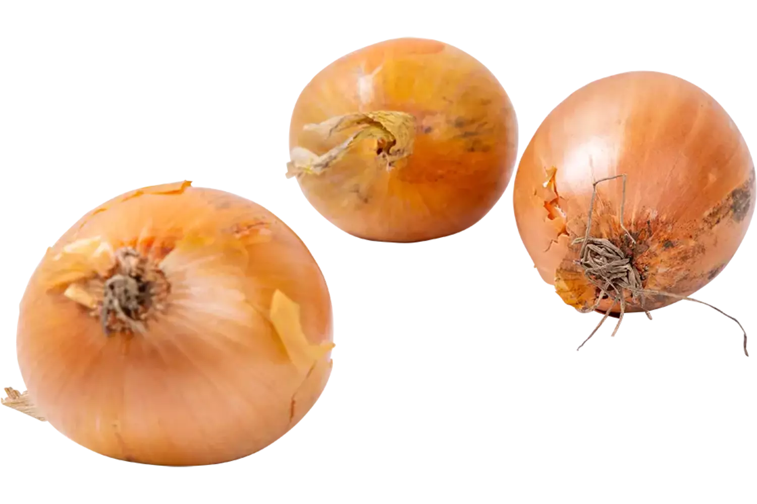 Uien verpakt 1kg 40-60 stuk